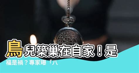 鳥在家裡築巢|【鳥在家裡築巢】鳥兒築巢在自家！是福是禍？專家曝。